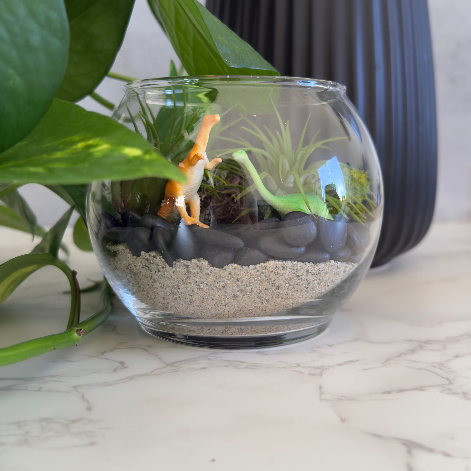terrarium ideas for air plants Air Plant Terrarium Kit – DIY Home & Office Decor with Easy-Care Air Plants