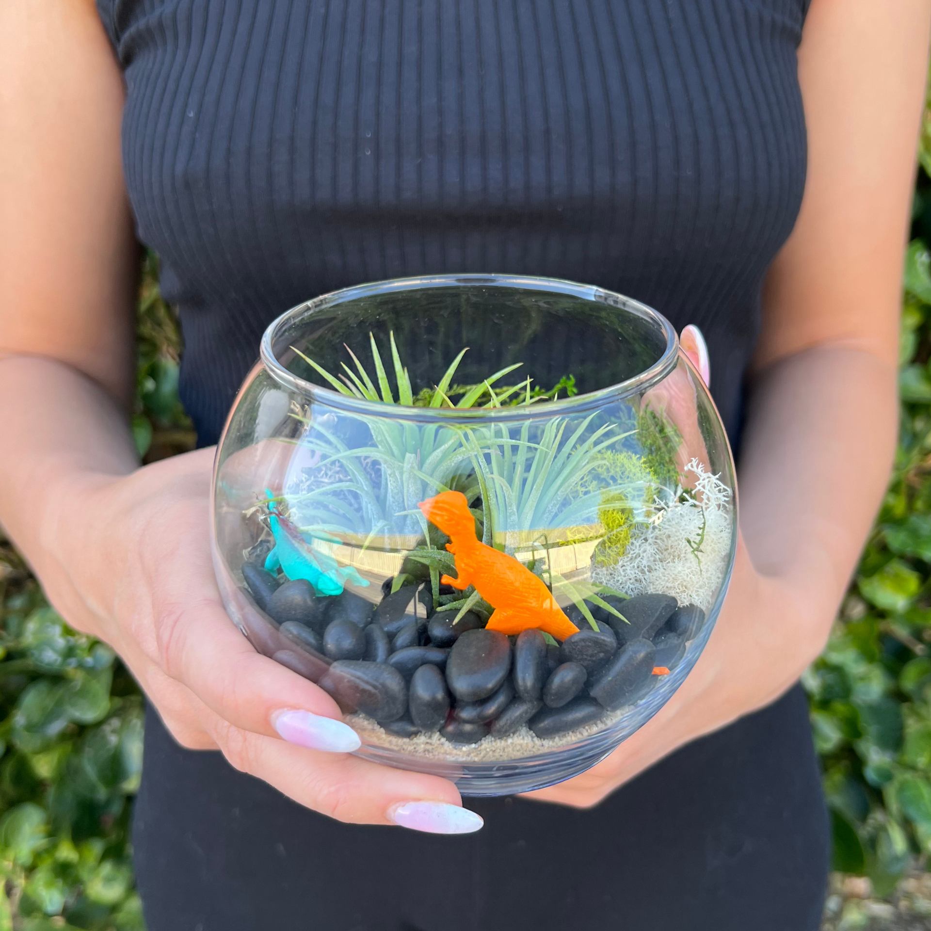 air plant terrarium home depot Air Plant Terrarium Kit – DIY Home & Office Decor with Easy-Care Air Plants