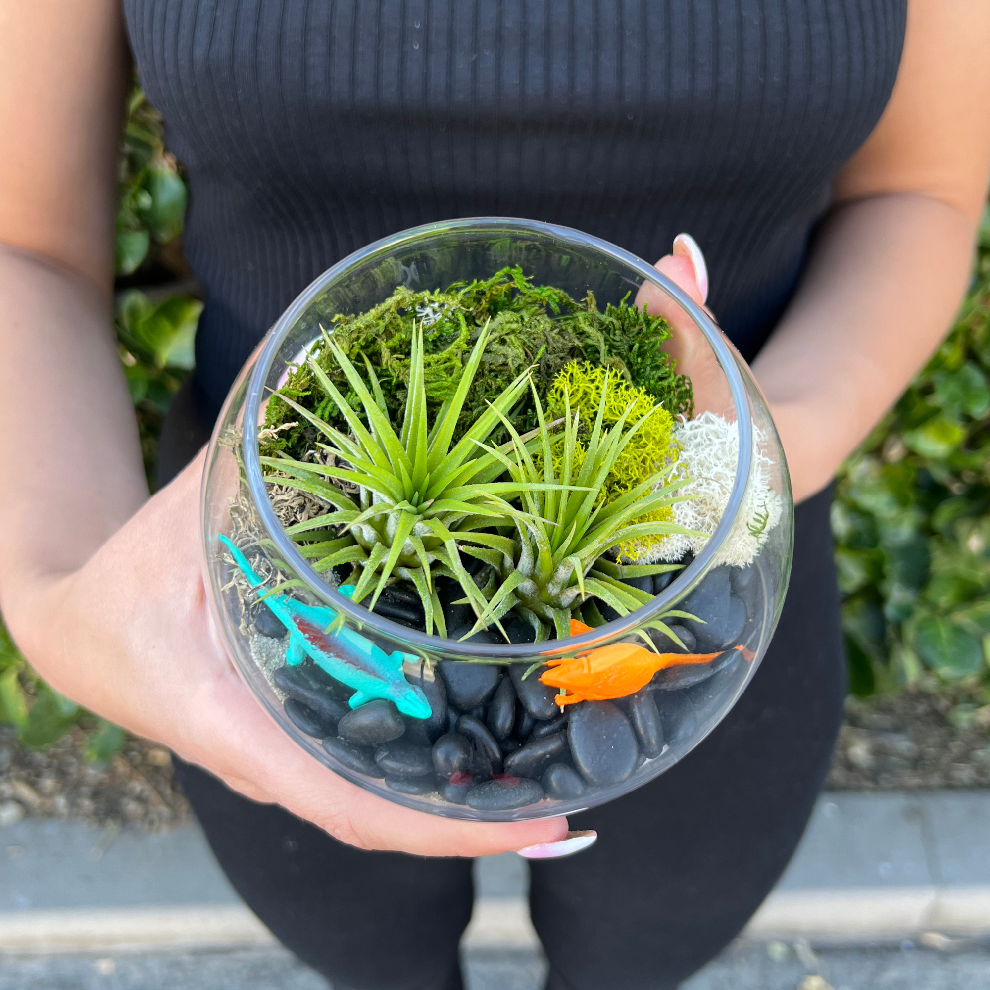 Air Plant Terrarium Kit