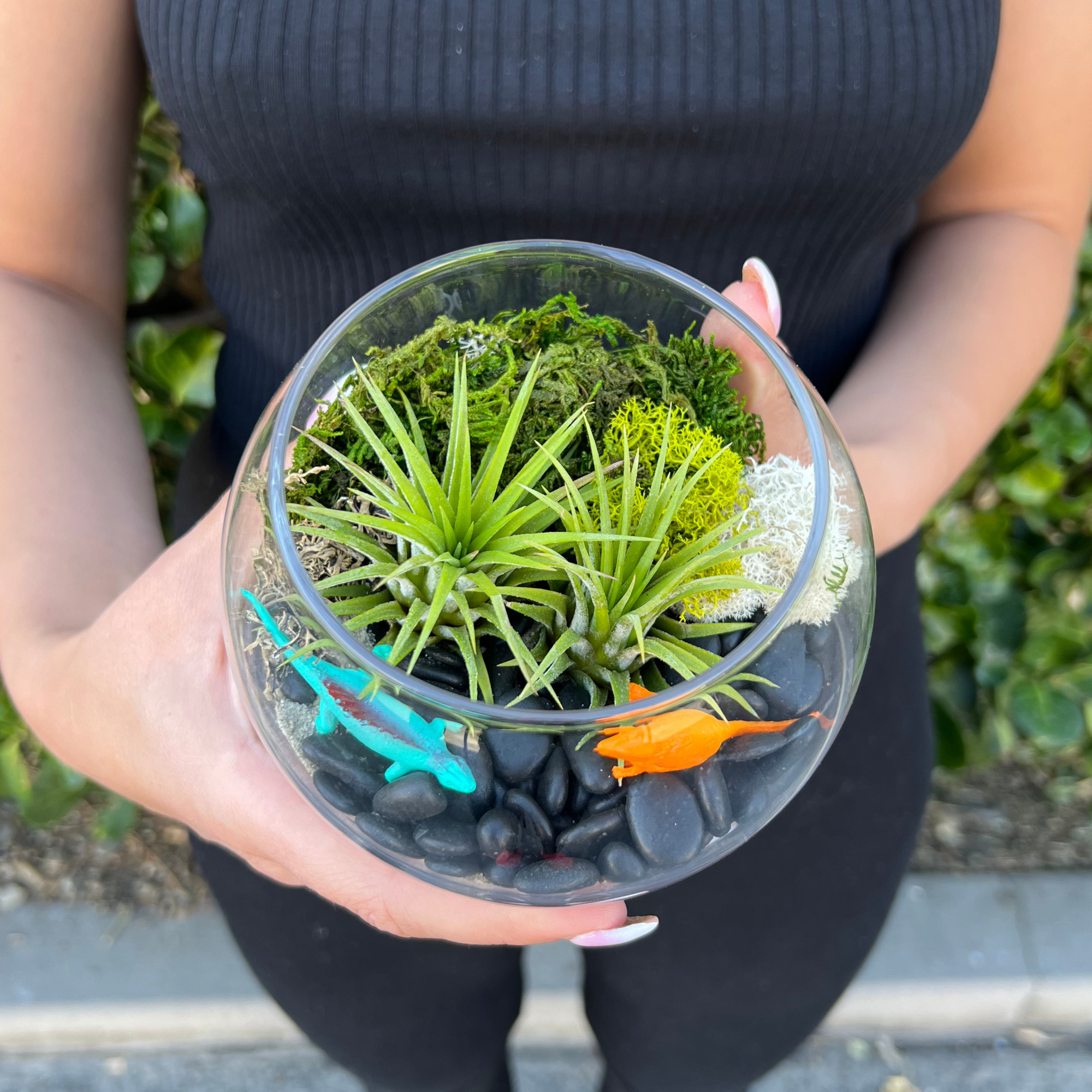 air plant kits Air Plant Terrarium Kit – DIY Home & Office Decor with Easy-Care Air Plants