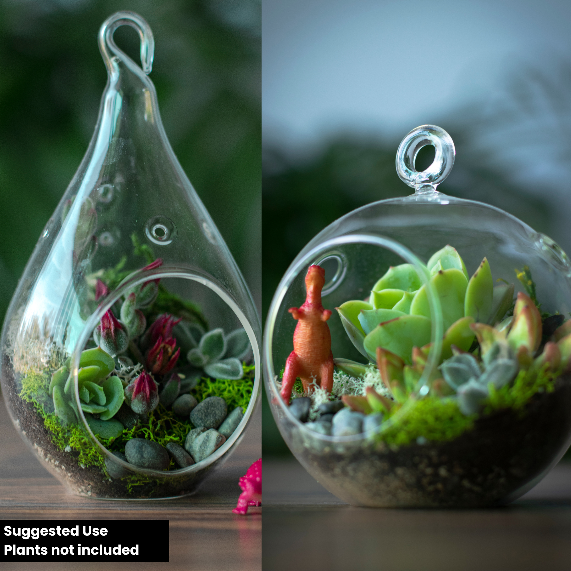 Terrarium Starter Kit + Round and Pear Hanging Glasses