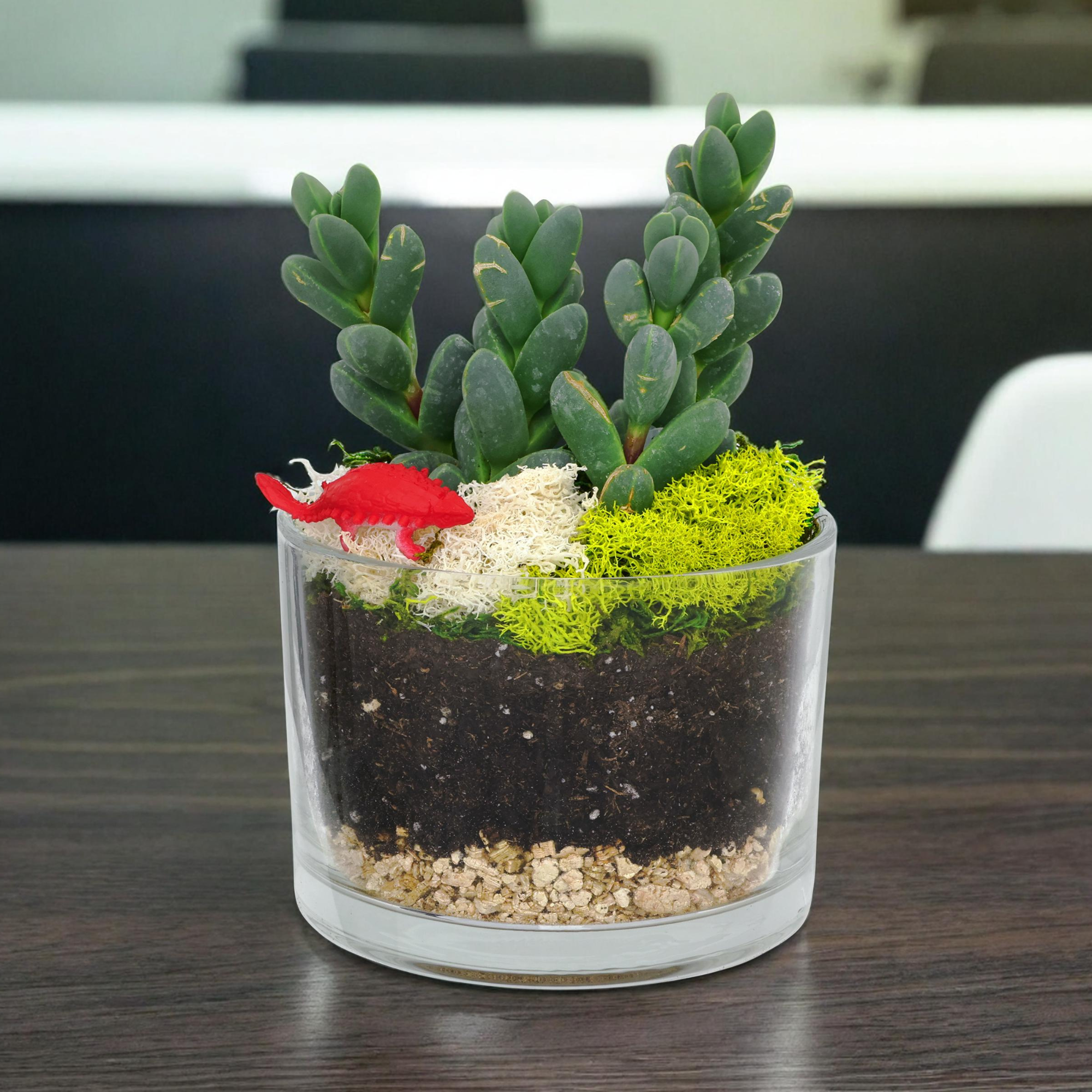 shot glass succulent Discover Green Bliss: Terrarium Starter Kit + Two Glass Cylinders