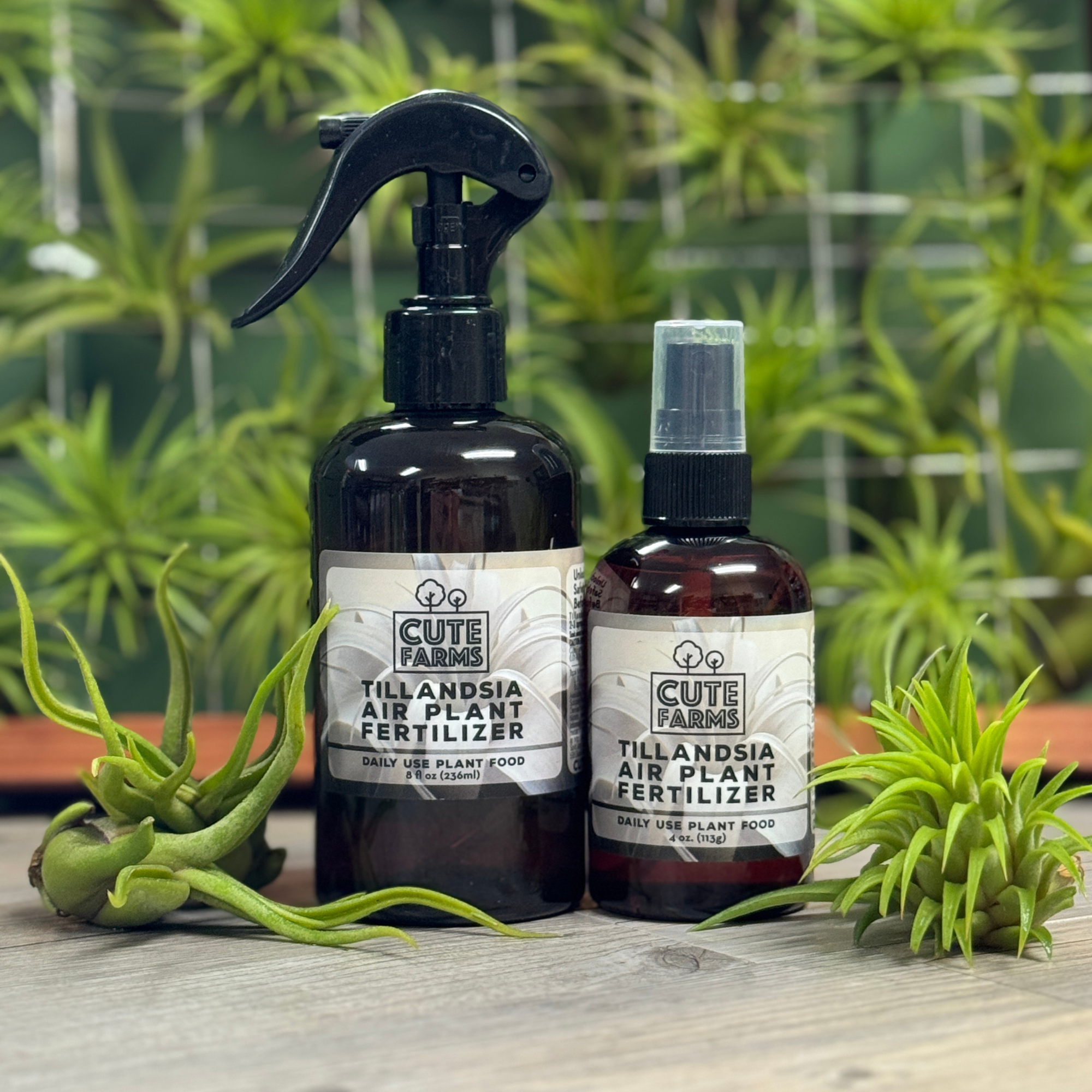 air plant tillandsia food Tillandsia Air Plant Fertilizer
