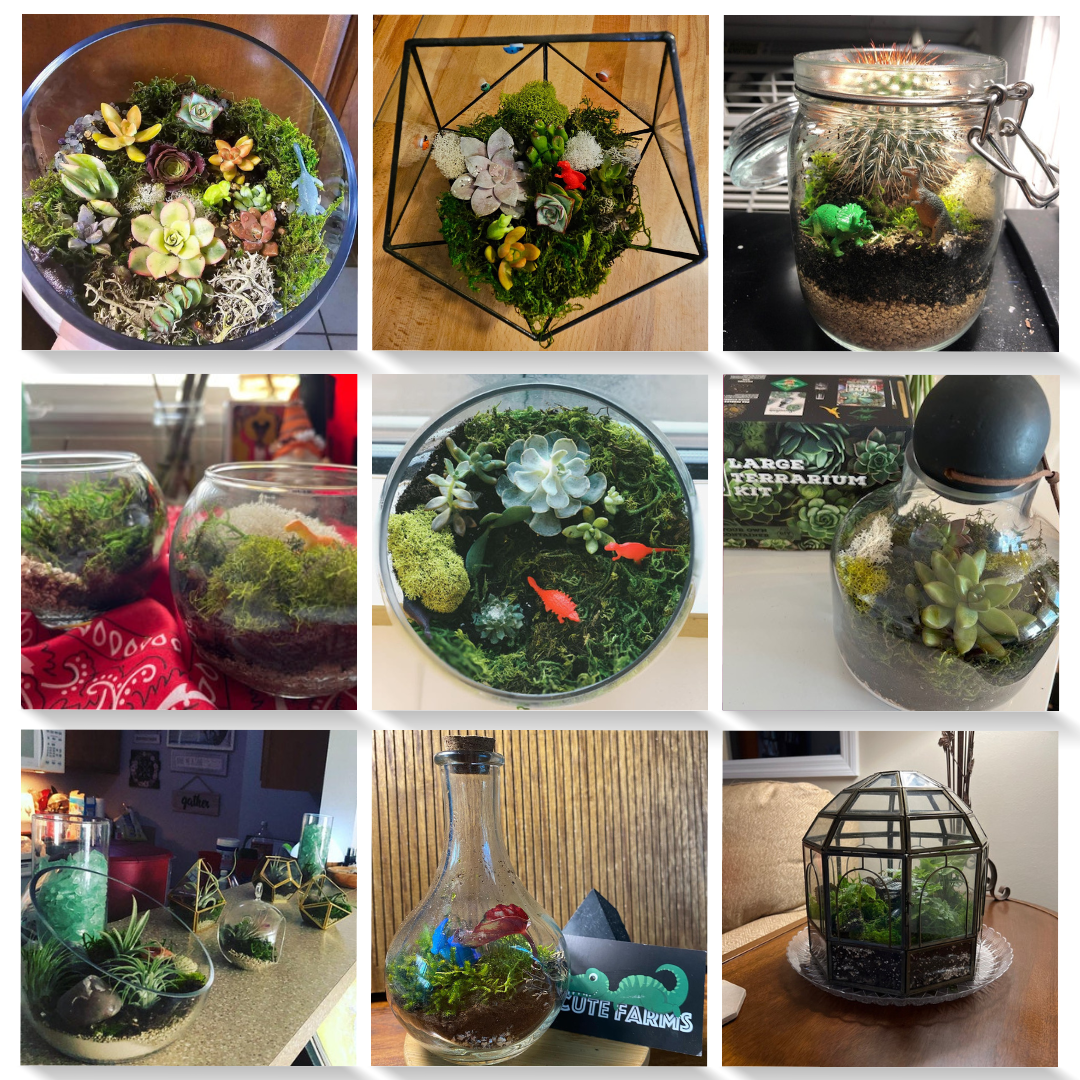 succulent plant terrarium kit Medium Terrarium Starter Kit 5 Air Plants / 3 Succulents