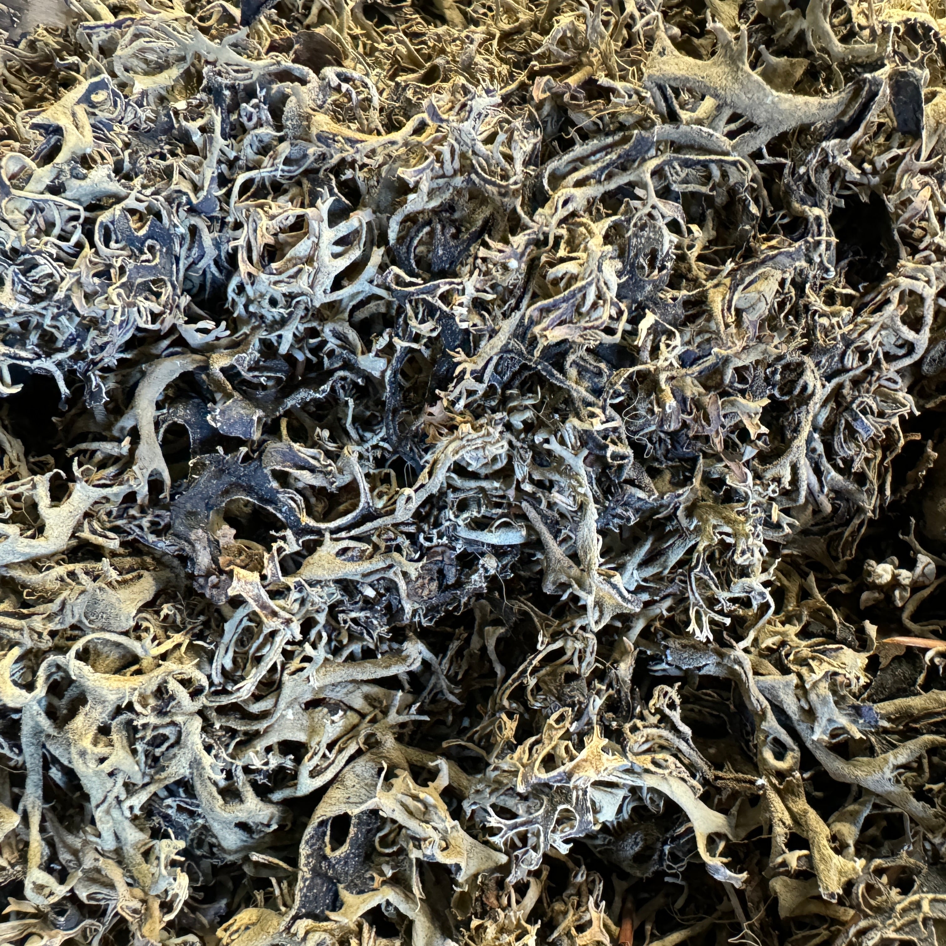 Lichen Parmelia Moss