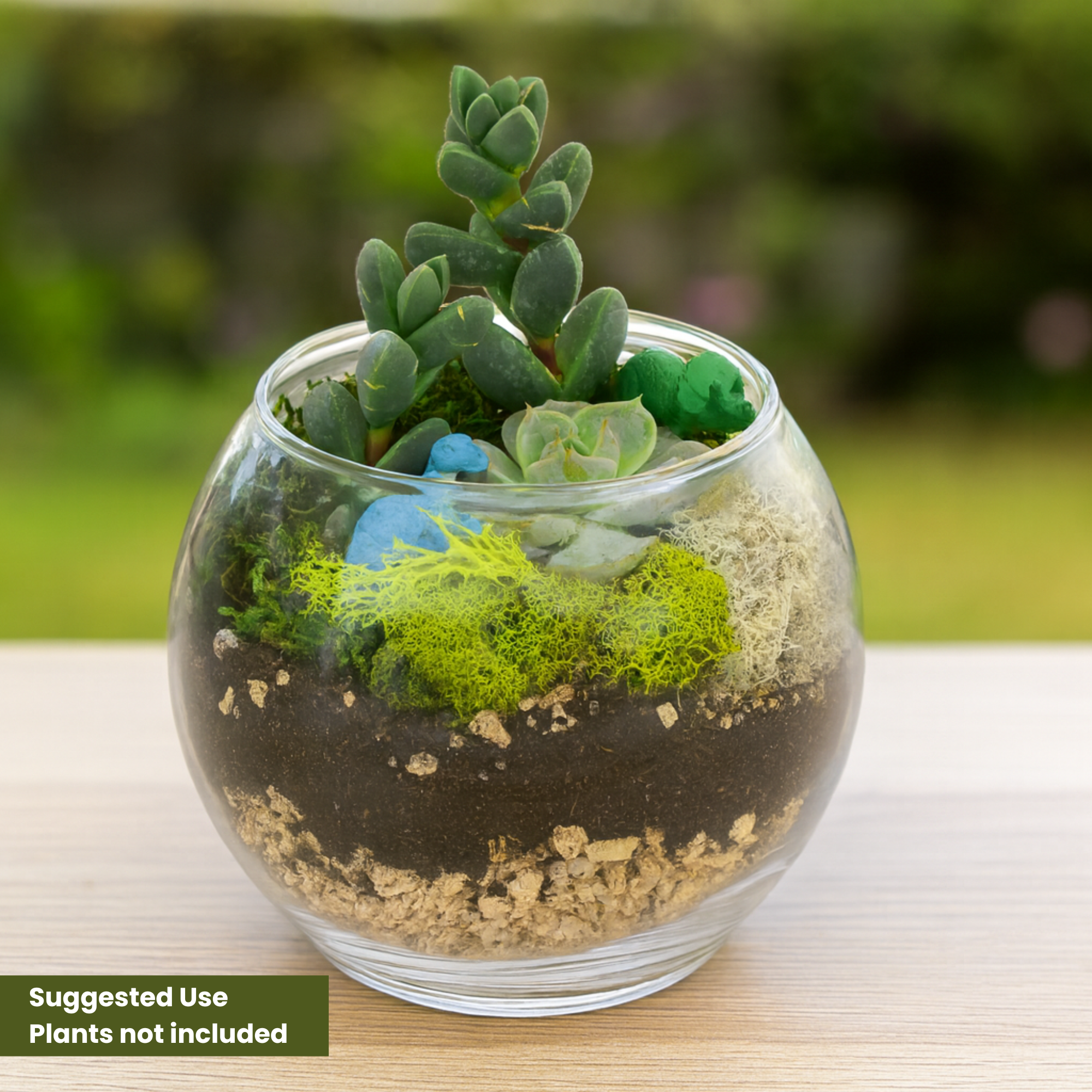 terrarium planter kit dunnes stores Glass Bowls Terrarium Kit: Create a Green Succulent & Cacti Garden 1 Air Plant / 2 Succulents
