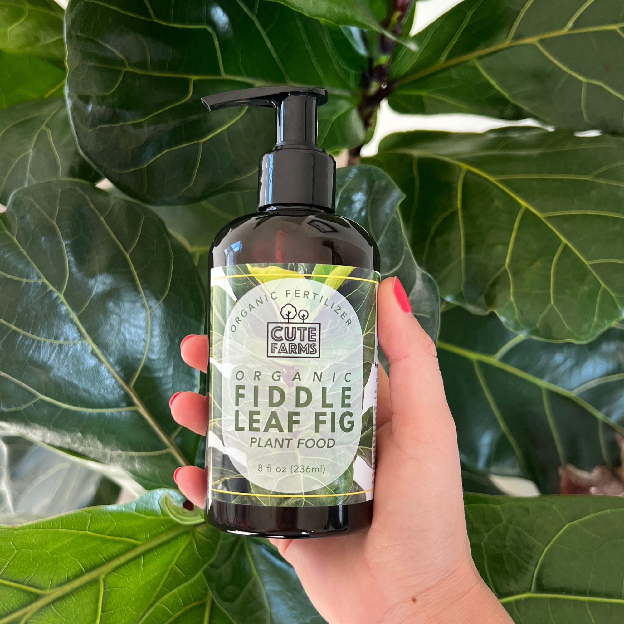fiddle leaf fig liquid fertilizer Organic Fiddle Leaf Fig Tree Fertilizer for Ficus Lyrata & Ficus Audrey Urea-Free, Calcium-Enriched Formula with a Balanced NPK Ratio of 3-1-2 for