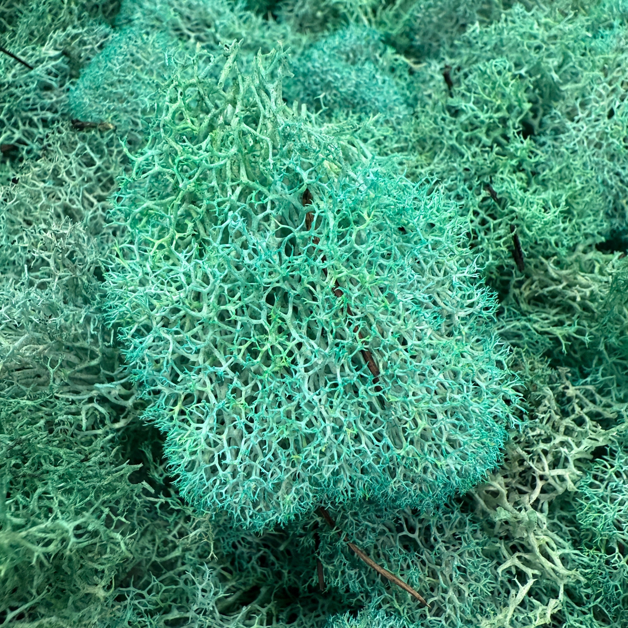 Reindeer Moss - Mint