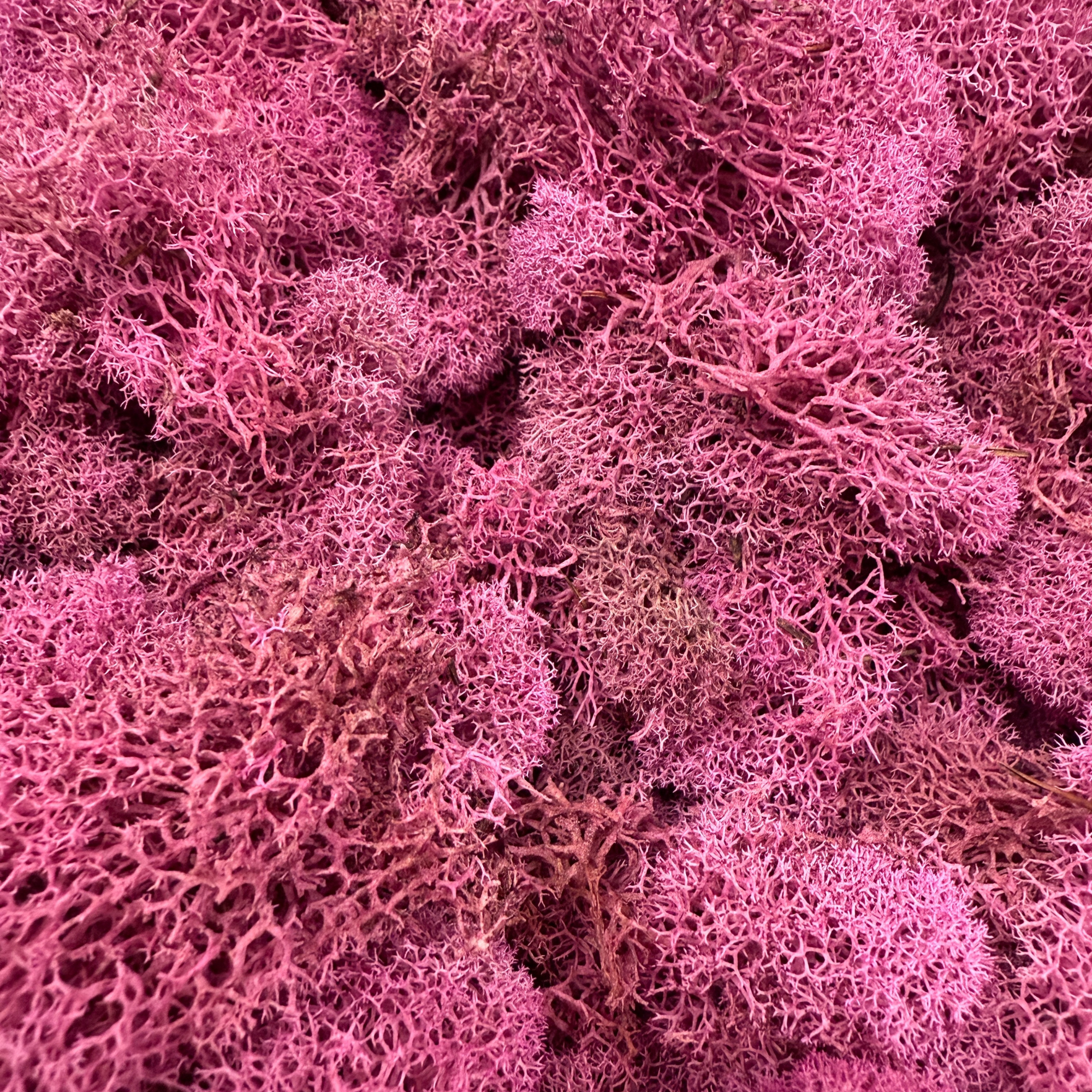 Reindeer Moss - Pink