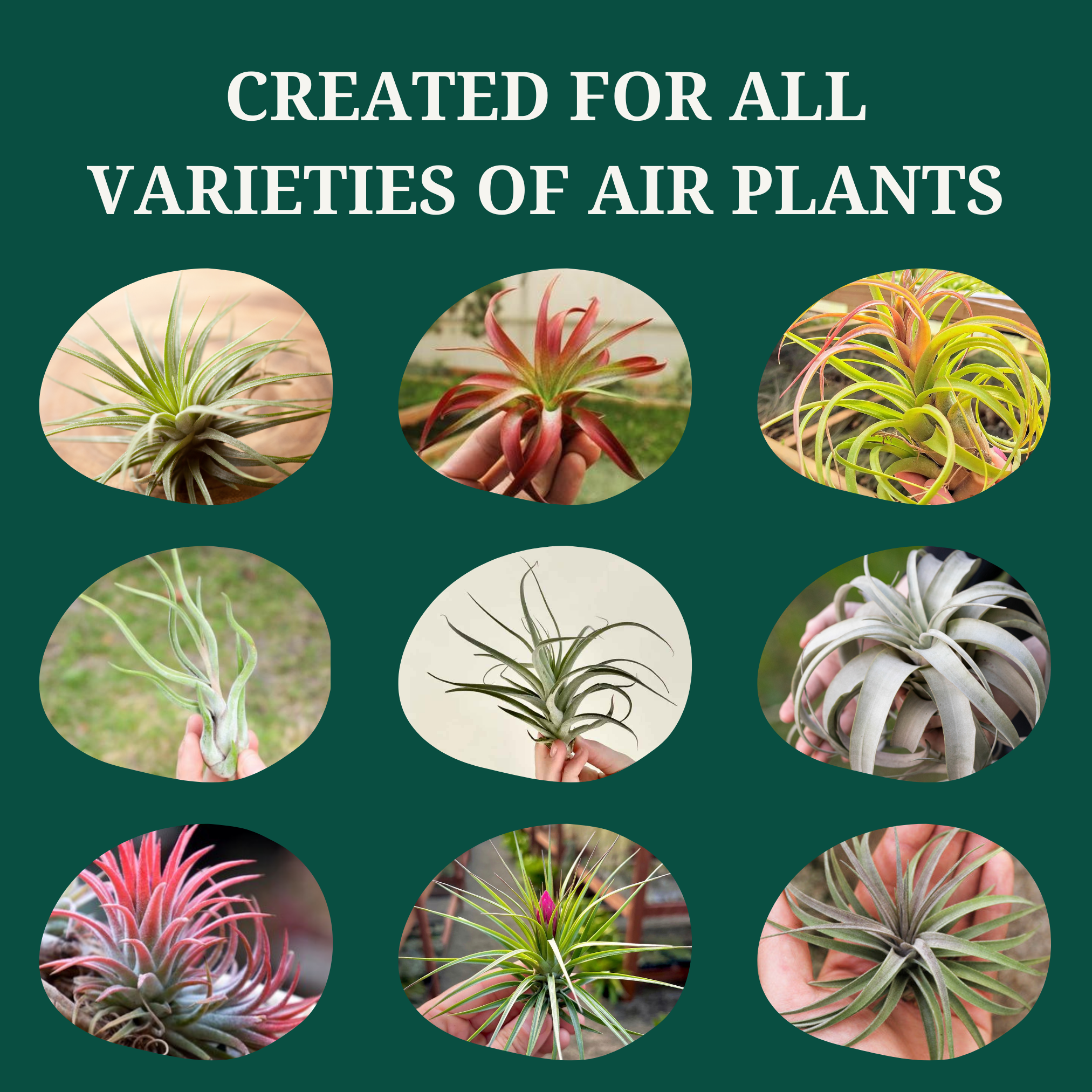 food for air plants Tillandsia Air Plant Fertilizer