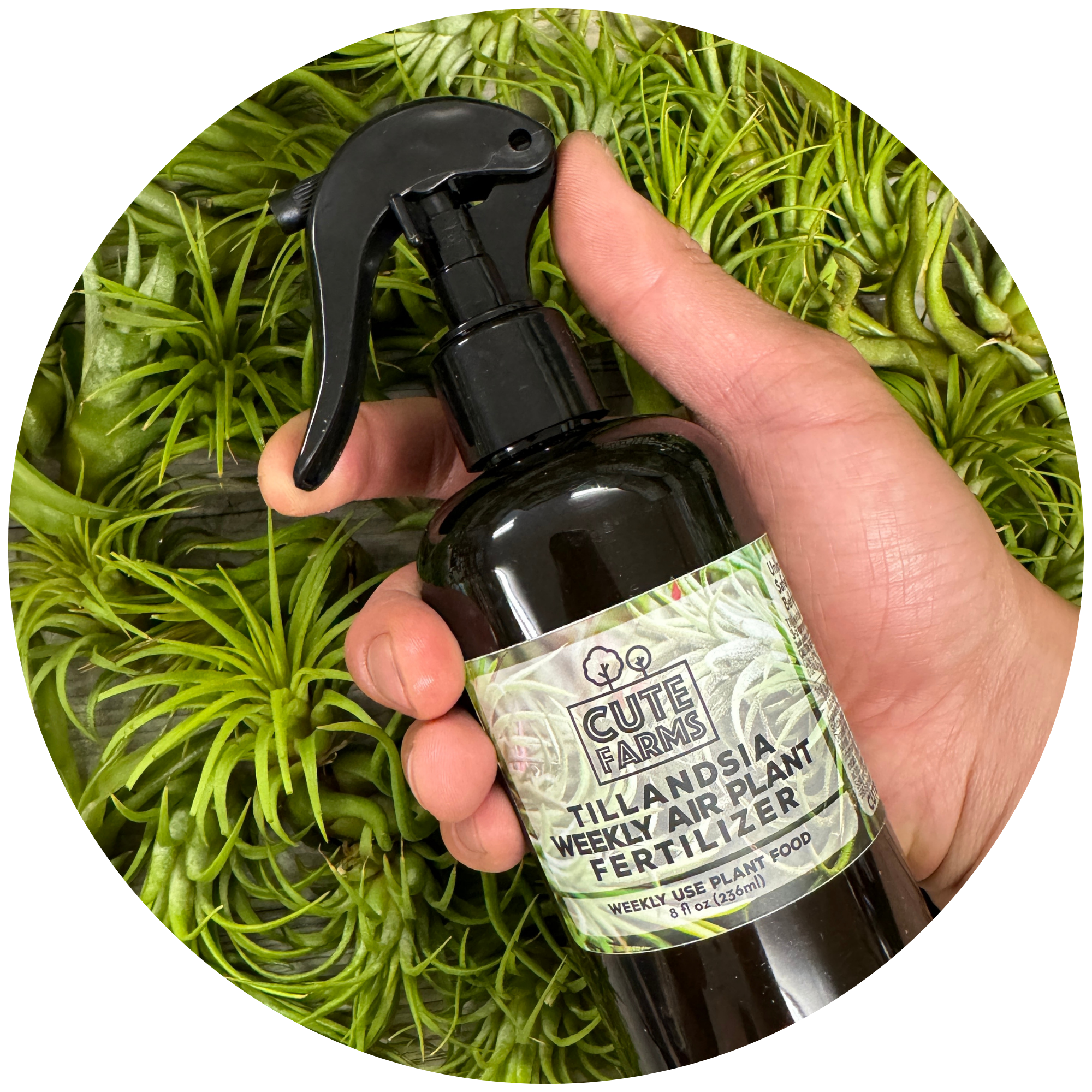 succulent fertilizer spray Tillandsia Air Plant Fertilizer