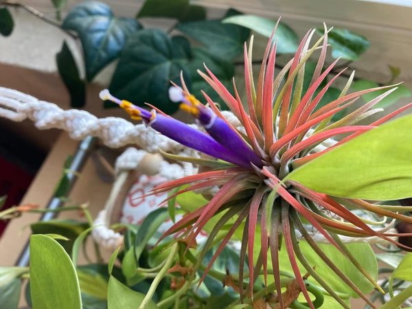 Cute Farms Air Plant Fertilizer