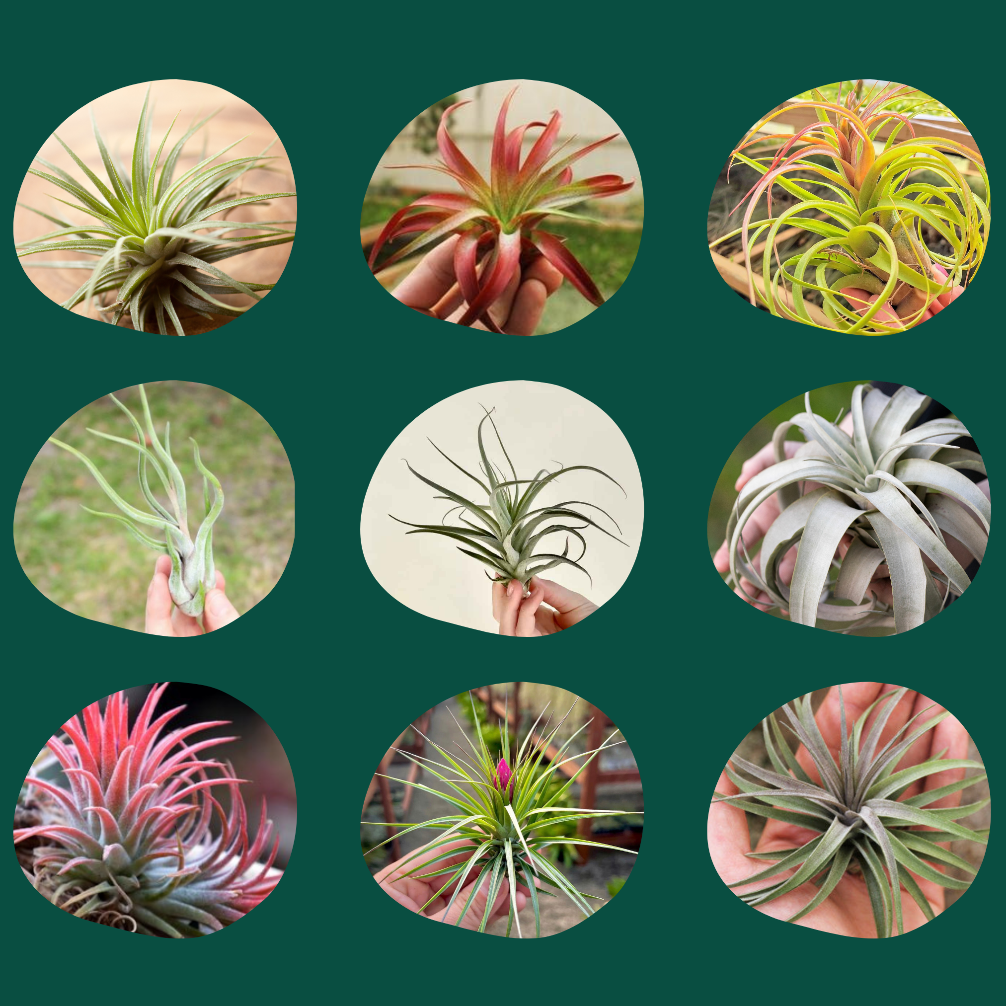 different varieties of air plants Tillandsia Air Plant Fertilizer