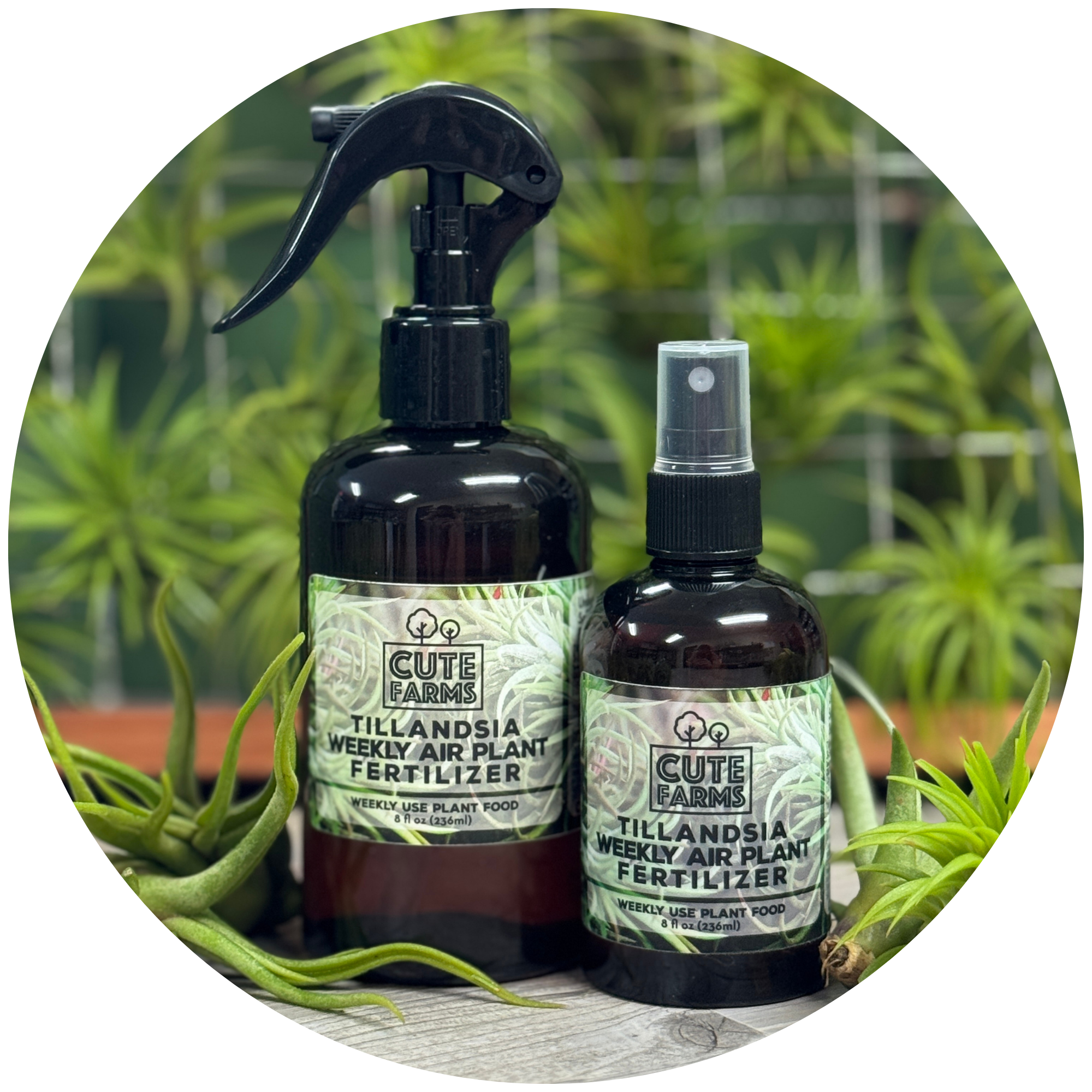 air plant fertilizer ingredients Tillandsia Air Plant Fertilizer