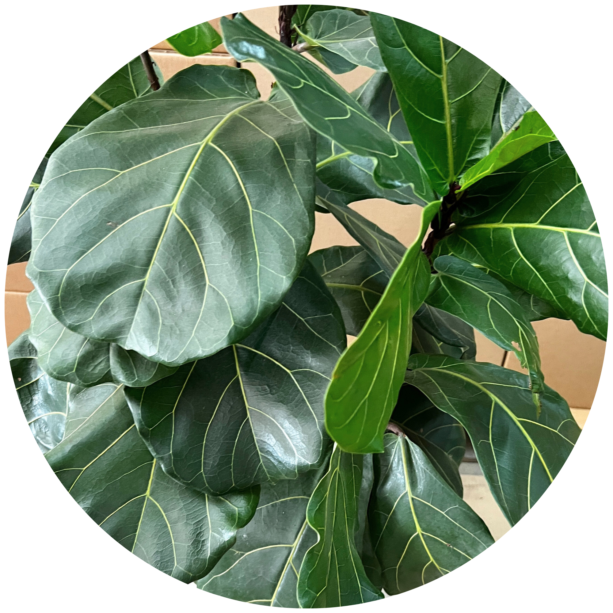 best fiddle leaf fig plant food Organic Fiddle Leaf Fig Plant Food – Cute Farms