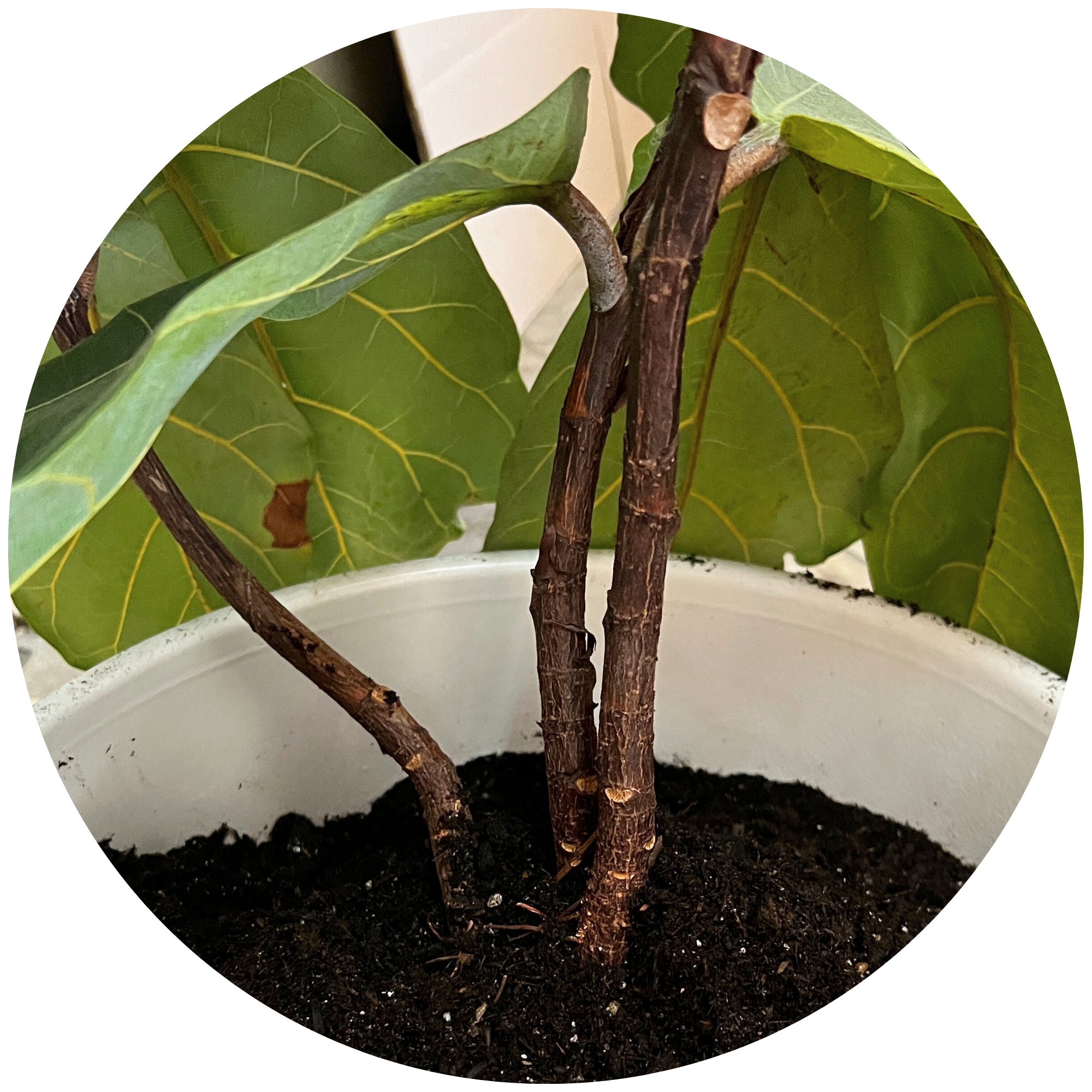 fertilize fiddle leaf fig Fiddle Leaf Ficus Lyrata & Fig Tree Fertilizer – Cute Farms