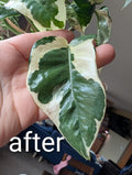 Customer photo