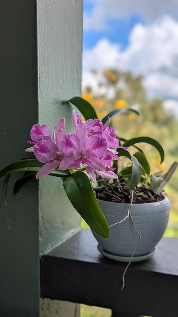 Cute Farms Orchid Plant Fertilizer