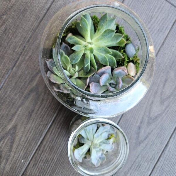 Cute Farms Terrarium Kit