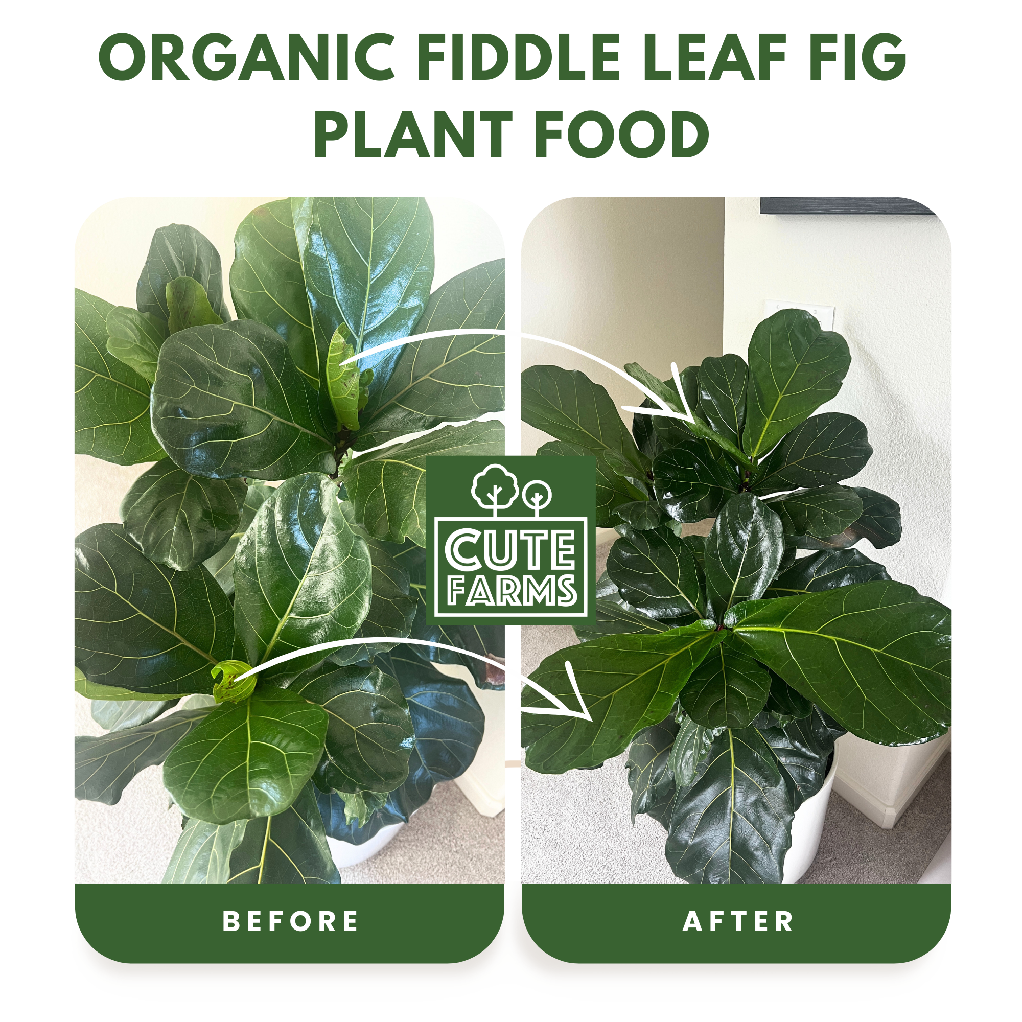 perfect plants fiddle leaf fig fertilizer Organic Fiddle Leaf Fig Tree Fertilizer for Ficus Lyrata & Ficus Audrey Urea-Free, Calcium-Enriched Formula with a Balanced NPK Ratio of 3-1-2 for