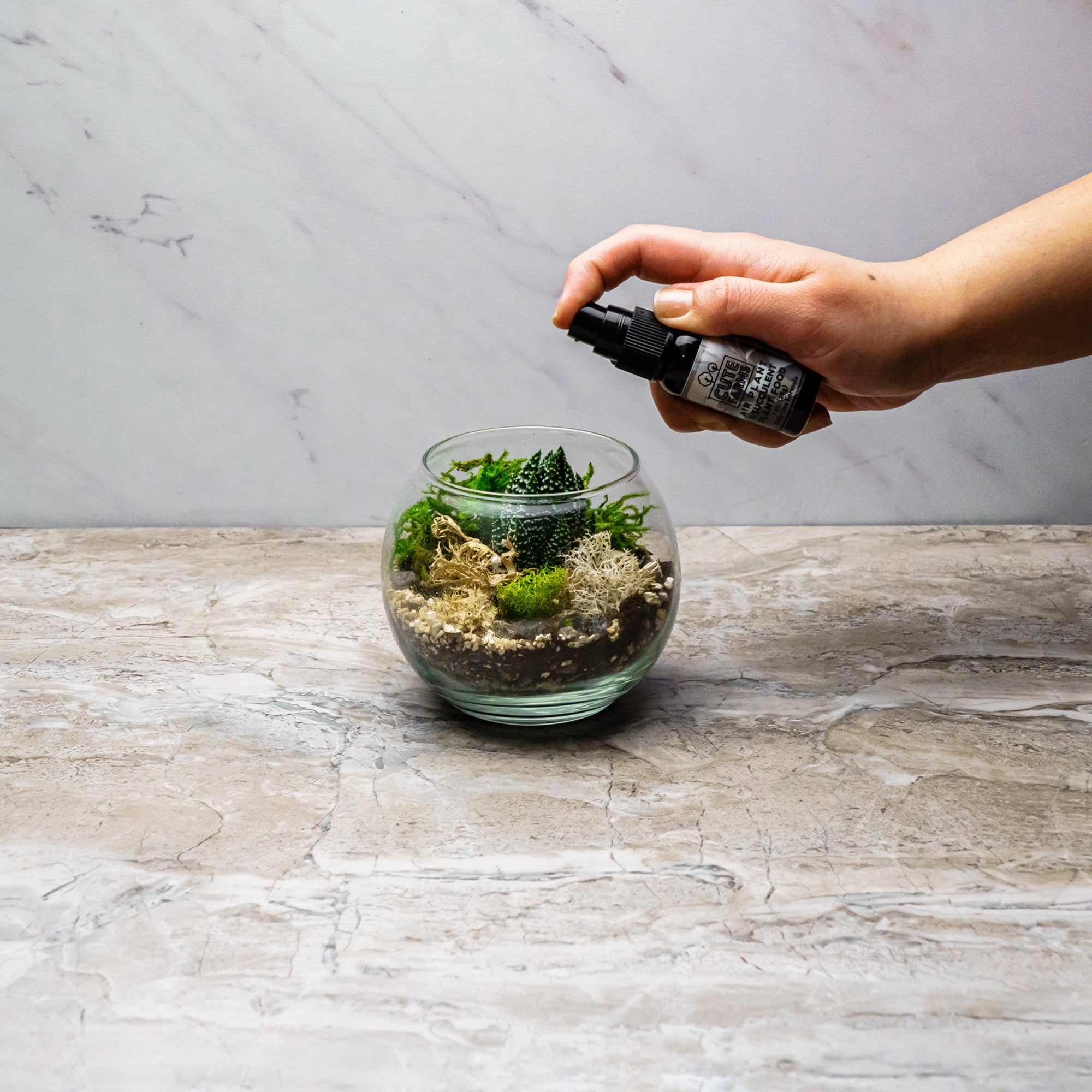 terrarium kits with plants Terrarium Starter Kit + Glass Bowl 5 Air Plants / 2 Succulents