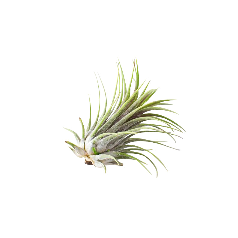 Air Plant and Succulent Holder - White
