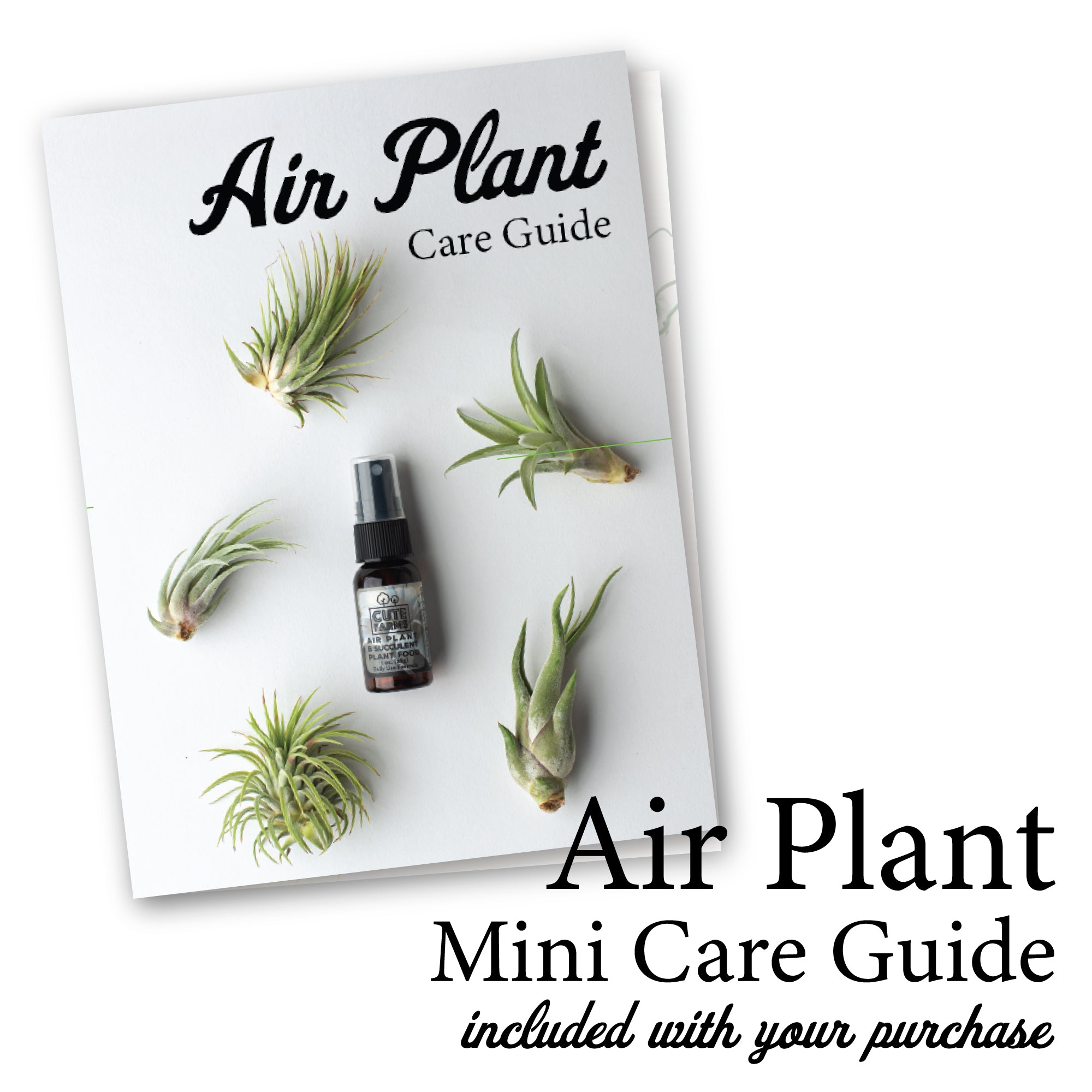 10 Air Plants + Daily Plant Food - Cute Farms