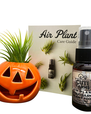 Pumpkin Air Plant and Succulent Holder - Cute Farms