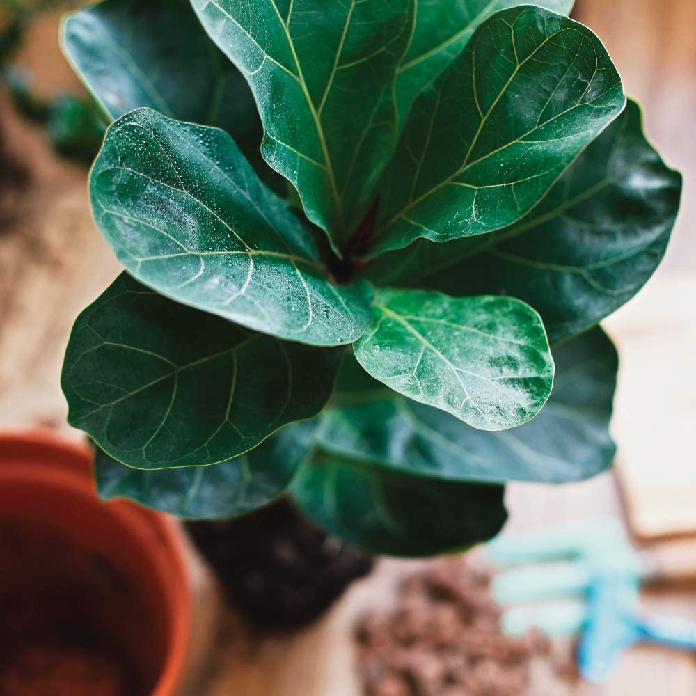 fertilizing fiddle leaf fig tree Fiddle Leaf Ficus Lyrata & Fig Tree Fertilizer 8 oz