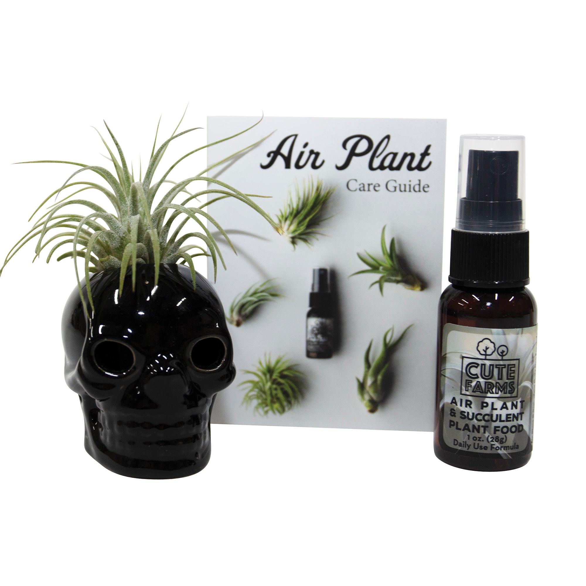 Black Halloween Plant Holder Decoration with Air Plant
